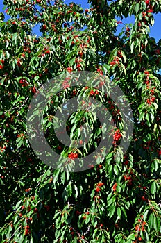 The crown of the cherry tree abounds in ripe fruits. photo