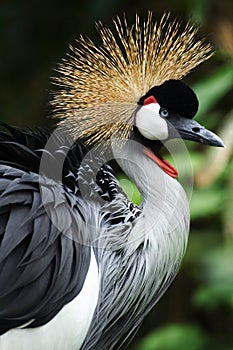 Crown crane