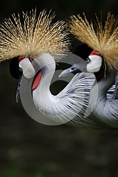 Crown crane