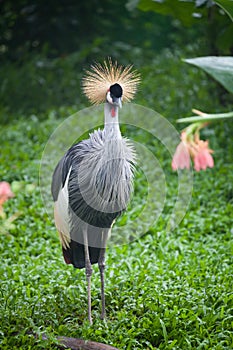 Crown crane