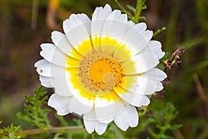 Crown daisy Glebionis coronaria flower