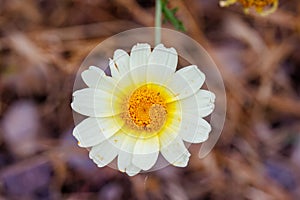 Crown daisy (Glebionis coronaria) flowers during spring