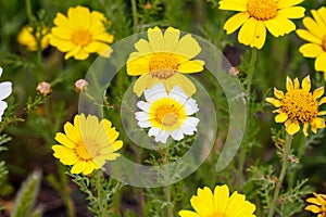 Crown daisy (Glebionis coronaria) flowers during spring