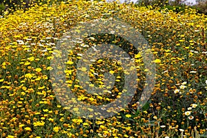 Crown daisy (Glebionis coronaria) flowers during spring