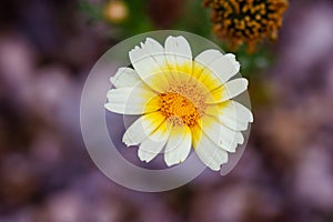 Crown daisy (Glebionis coronaria) flowers during spring