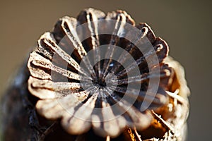 CROWN OF DRY POPPY SEED CAPSULE IN SUNLIGHT