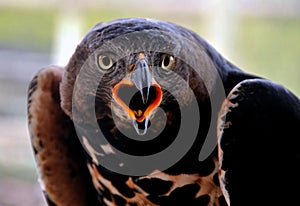 A crown eagle in the Lowveld of South Africa