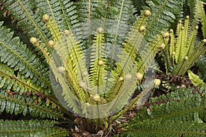 Crown Fern (Lomaria discolor)