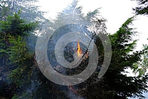 crown fire, green tree on flames, branches enveloping gray smoke, natural forest fire, rampant elements, danger setting fire to