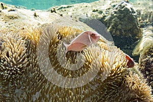 Crown-fish with Sea Anemone