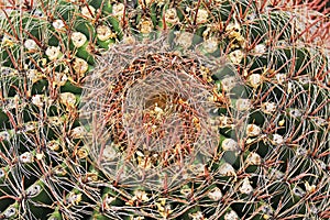 Crown of a Fishhook Barrel Cactus in Arizona
