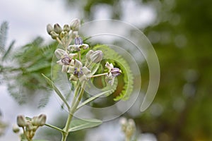 Crown Flower