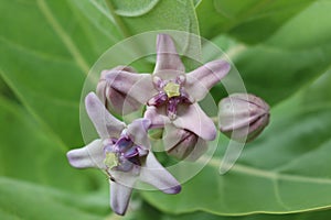 Crown flower - Calotropis photo