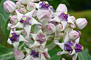 Crown Flower (Calotropis gigantea)