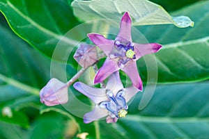 Crown flower Calotropis gigantea closeup - Pembroke Pines, Florida, USA