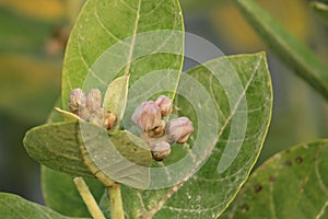 Crown flower or Calotropis gigantea display with green leaf under daylight.