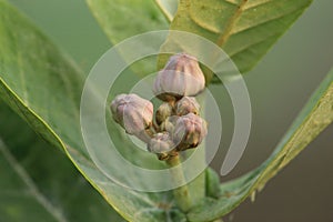 Crown flower or Calotropis gigantea display with green leaf under daylight.