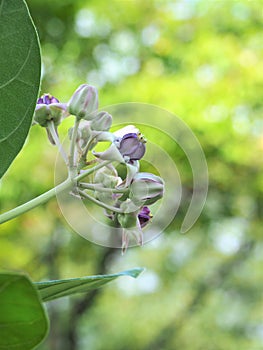 Crown Flower, Calotropis Gigantea, Giant Indian Milkweed, Gigantic Swallowwort Blossom