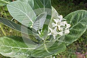 Crown Flower, Giant Indian Milkweed