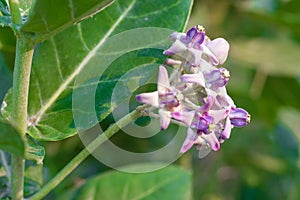 crown flower, giant Indian milkweed, gigantic, swallowwort