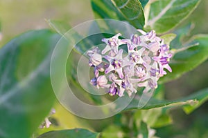 crown flower, giant Indian milkweed, gigantic, swallowwort