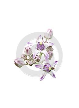 Purple and white Crown Flower isolated on white