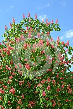 Crown of flowering horse chestnut meat-red Aesculus Ã—carnea Zeyh. against a blue sky