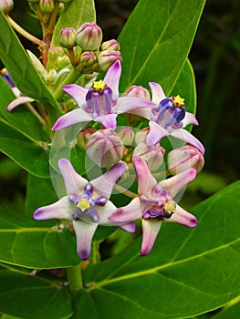 Crown flowers (Calotropics gigantea)