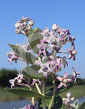 Crown flowers photo