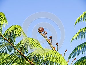 Crown and fronds of New Zealand tree fern