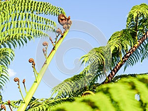 Crown and fronds of New Zealand tree fern