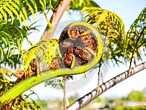 Crown and fronds of New Zealand tree fern