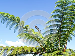 Crown and fronds of New Zealand tree fern