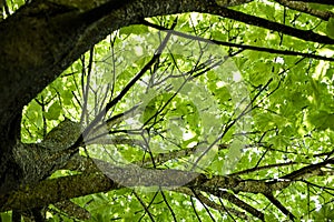 Crown of green old willow. View from below. Bark with deep cracks. Natural background.