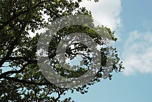 Crown of green tree against the sky