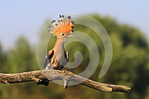 Crown on the head of a bird