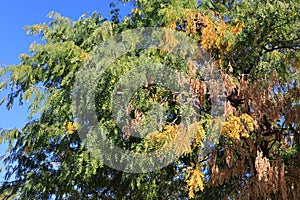 Crown of Honey locust tree also known as Gleditsia triacanthos in Autumn photo