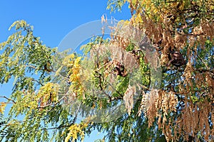 Crown of Honey locust tree also known as Gleditsia triacanthos in Autumn photo