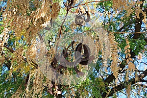 Crown of Honey locust tree also known as Gleditsia triacanthos in Autumn photo