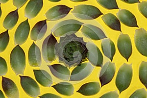 crown houseleek around sempervimum leaves arranged in circles to hypnotize