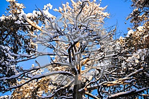 The crown of a huge dried pine against the blue winter sky