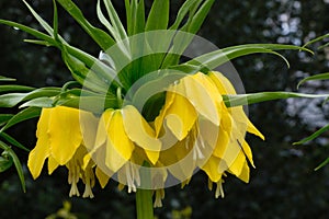 Crown imperial photo