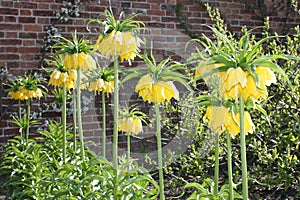 Crown Imperial Flowers