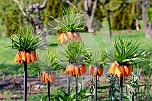 Crown imperial flowers Fritillaria imperialis