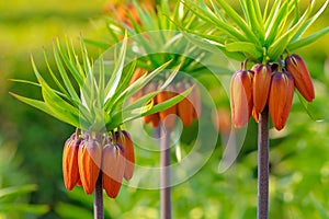 Crown imperial flowers (Fritillaria imperialis)