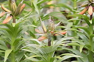 Crown imperial Fritillaria imperialis Aurora orange budding flowers