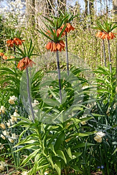 Crown imperial Fritillaria imperialis Aurora, orange flowering plants