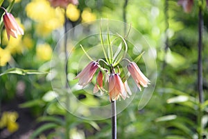 Crown imperial Fritillaria imperialis Early Fantasy apricot flower