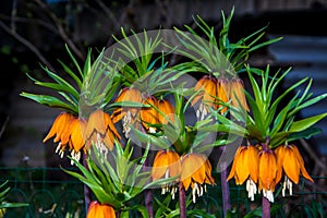 Crown Imperial Fritillaria imperialis in garden,Ukraine