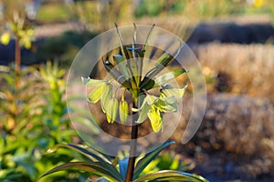 Crown imperial, Fritillaria persica